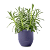 Modern Sprout Violet Hour/Lavender Garden Vibes Candle/Planter