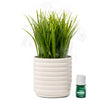 Lifelines Bubble White Grass Plant Plant Diffuser