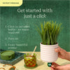 Lifelines Bubble White Grass Plant Plant Diffuser